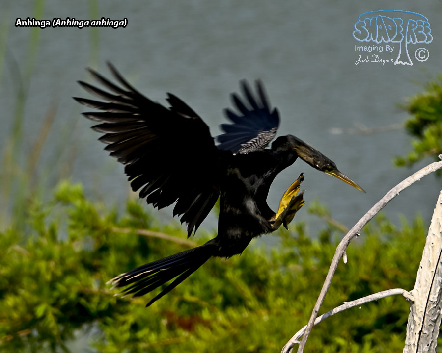 Anhinga - Anhinga anhinga