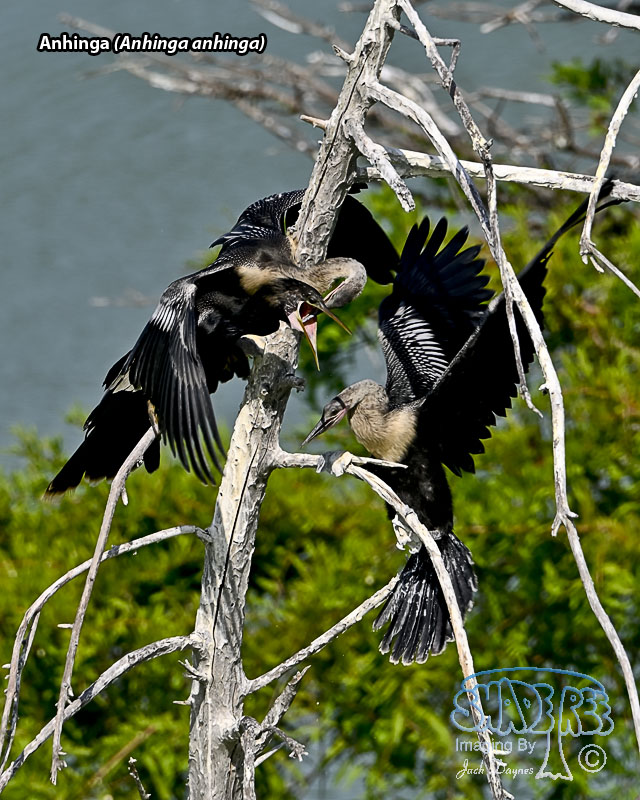 Anhinga - Anhinga anhinga