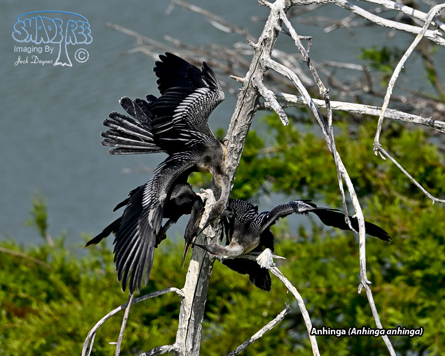 Anhinga - Anhinga anhinga