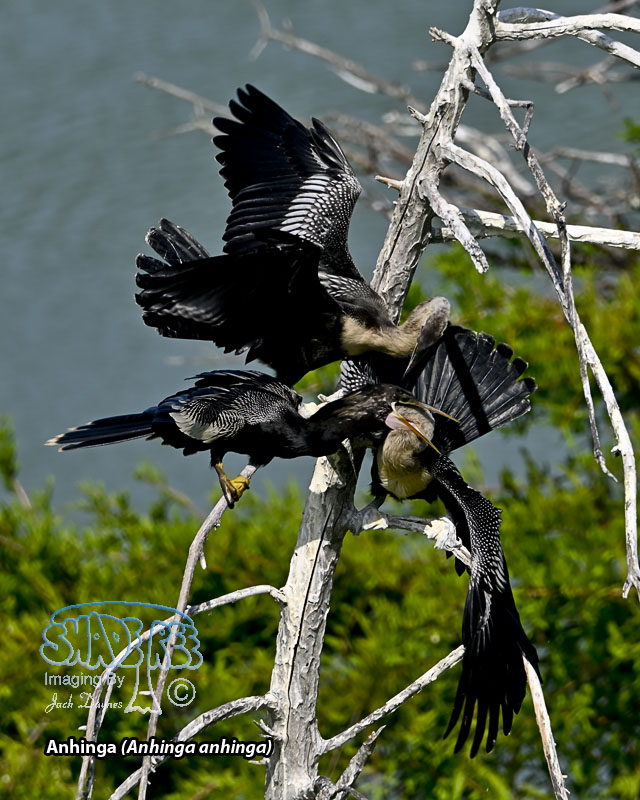 Anhinga - Anhinga anhinga