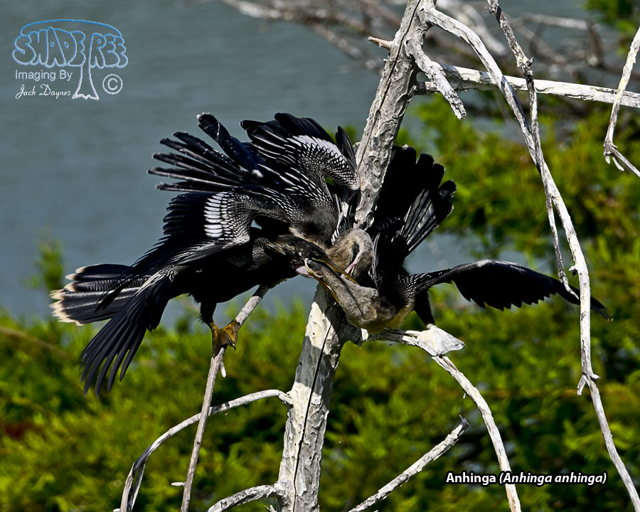 Anhinga - Anhinga anhinga