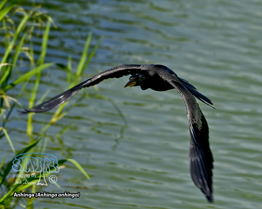 Anhinga - Anhinga anhinga
