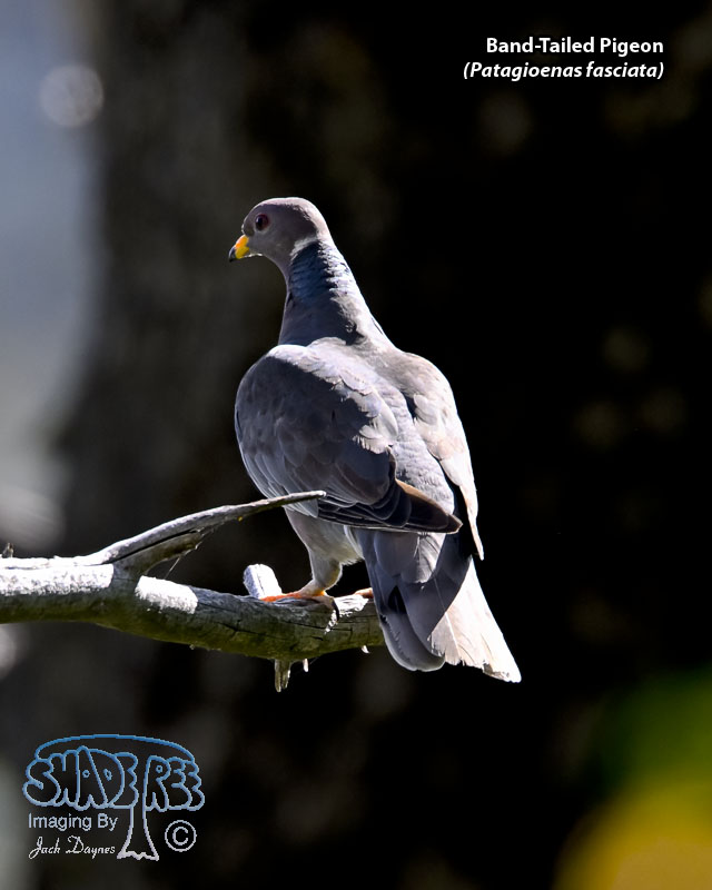 Band-Tailed Pigeon - Patagioenas fasciata