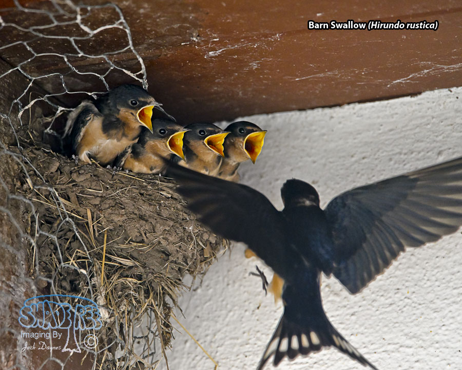 Barn Swallow - Hirundo rustica