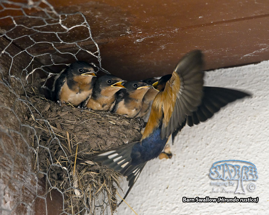 Barn Swallow - Hirundo rustica