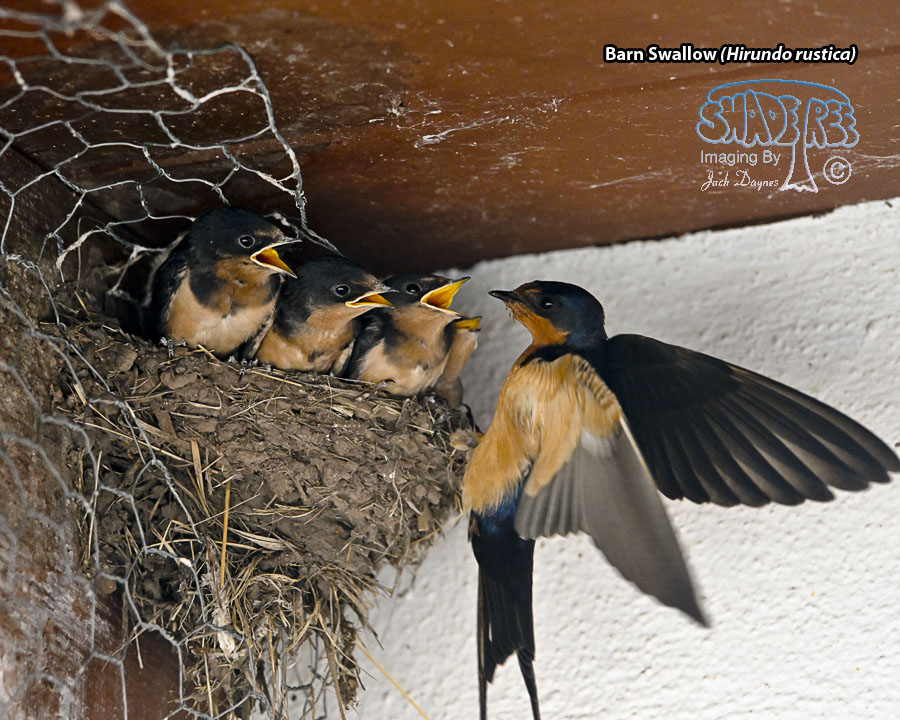 Barn Swallow - Hirundo rustica
