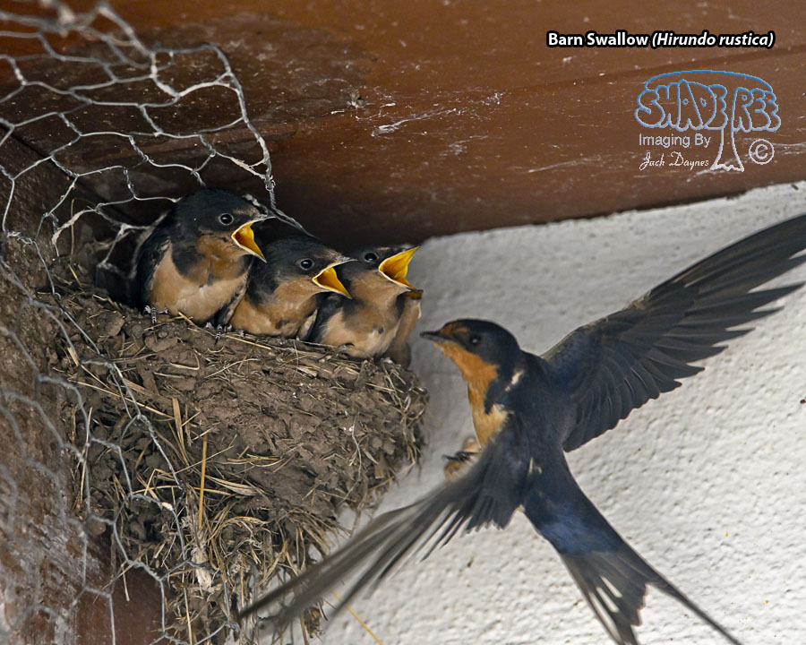 Barn Swallow - Hirundo rustica