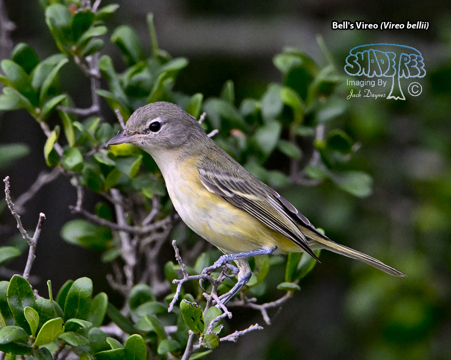 Bell's Vireo - Vireo bellii