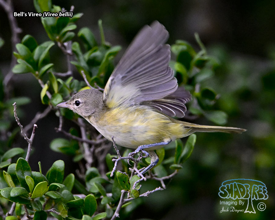 Bell's Vireo - Vireo bellii