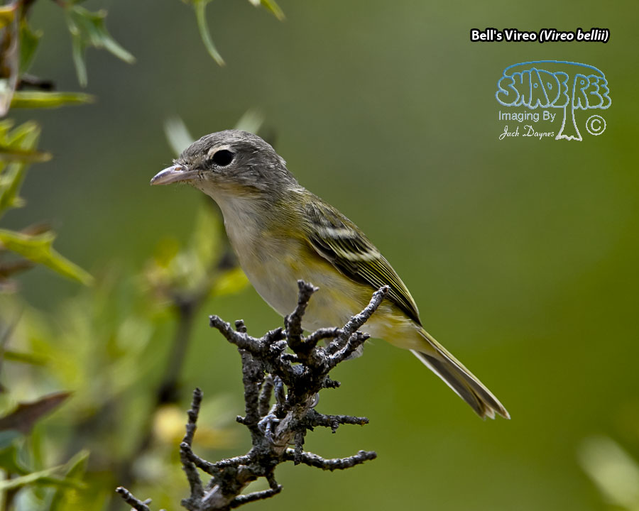 Bell's Vireo - Vireo bellii