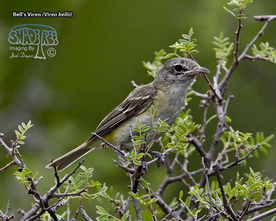 Bell's Vireo - Vireo bellii