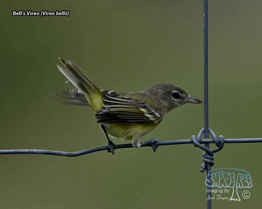 Bell's Vireo - Vireo bellii