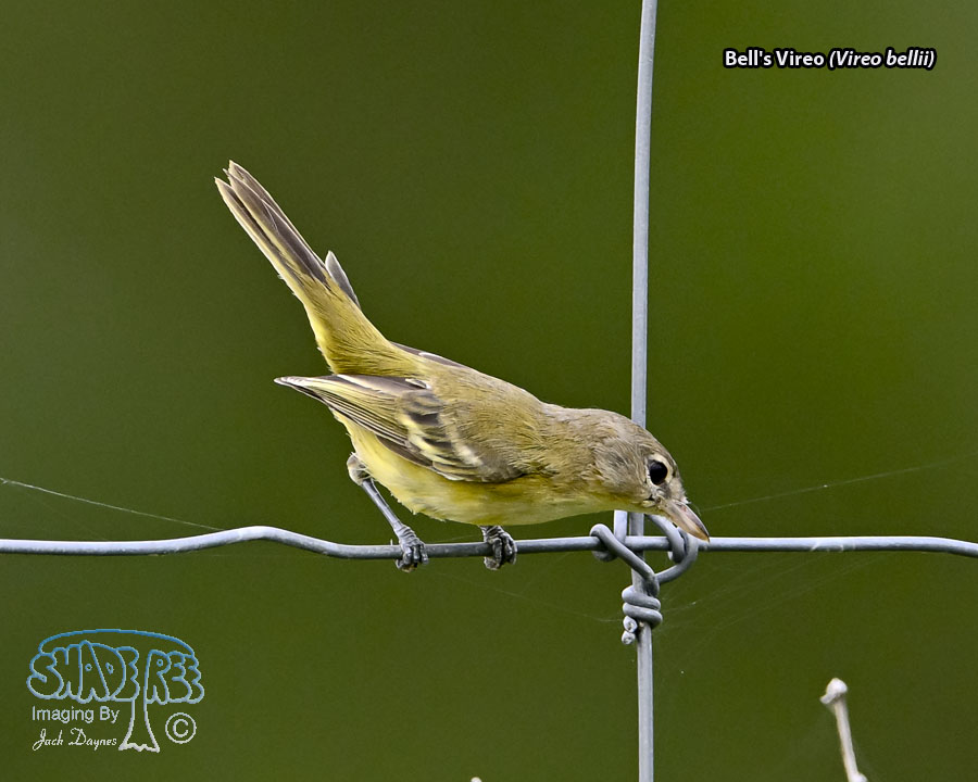 Bell's Vireo - Vireo bellii