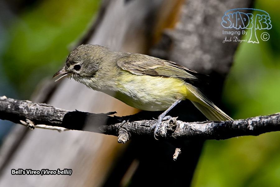 Bell's Vireo - Vireo bellii