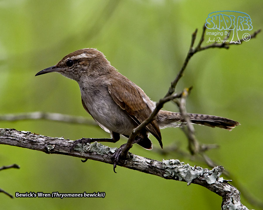Bewick's Wren - Thryomanes bewickii