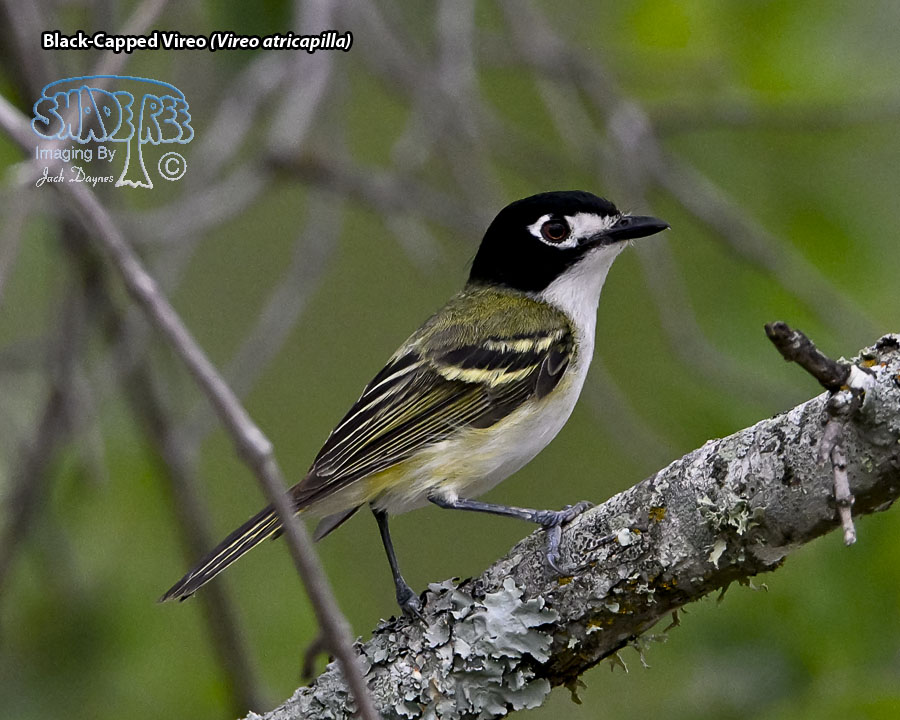 Black-Capped Vireo - Vireo atricapilla