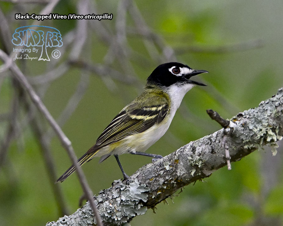 Black-Capped Vireo - Vireo atricapilla