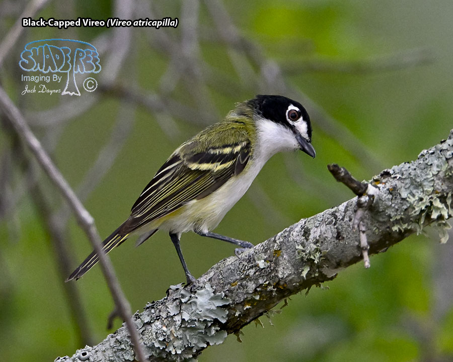 Black-Capped Vireo - Vireo atricapilla