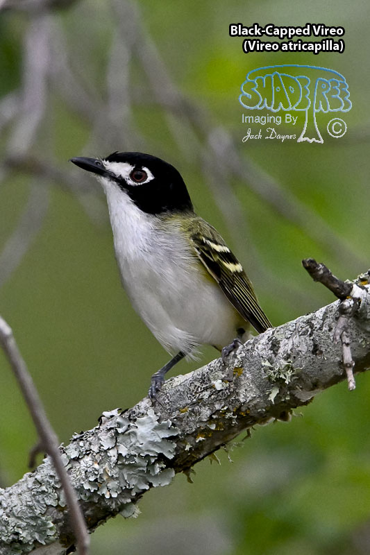 Black-Capped Vireo - Vireo atricapilla