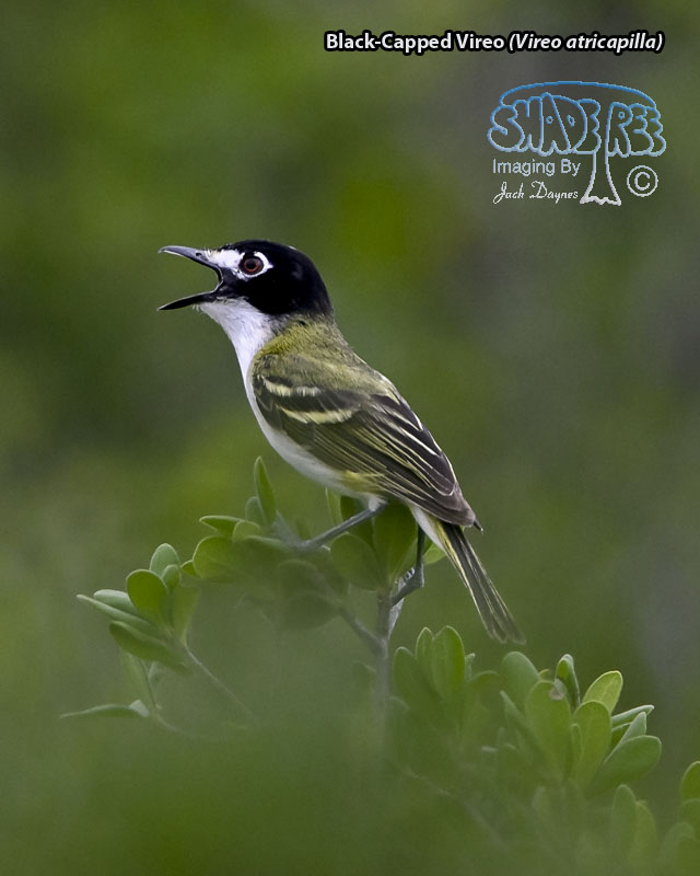 Black-Capped Vireo - Vireo atricapilla