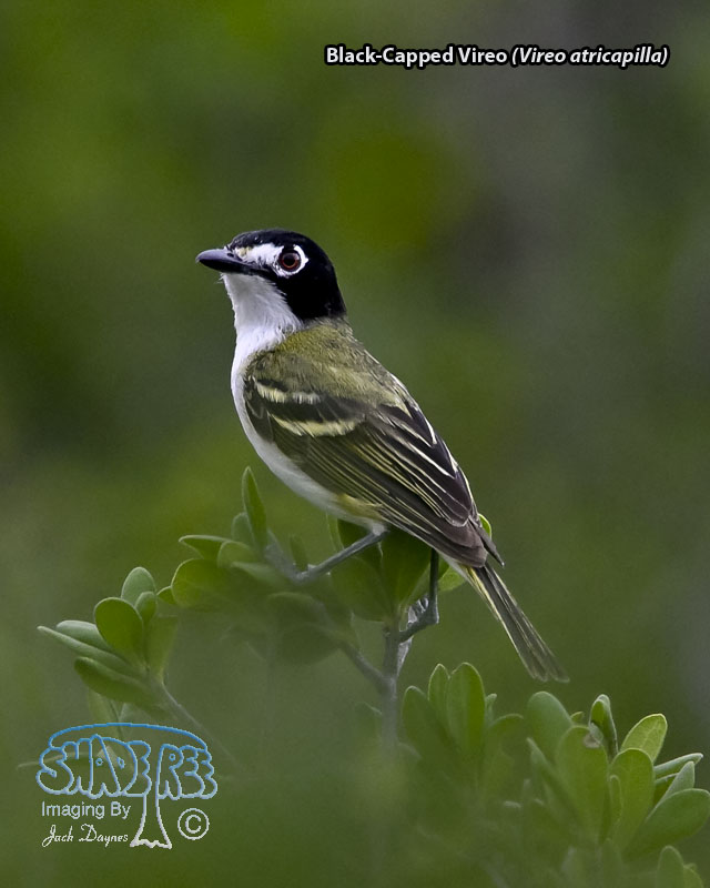 Black-Capped Vireo - Vireo atricapilla