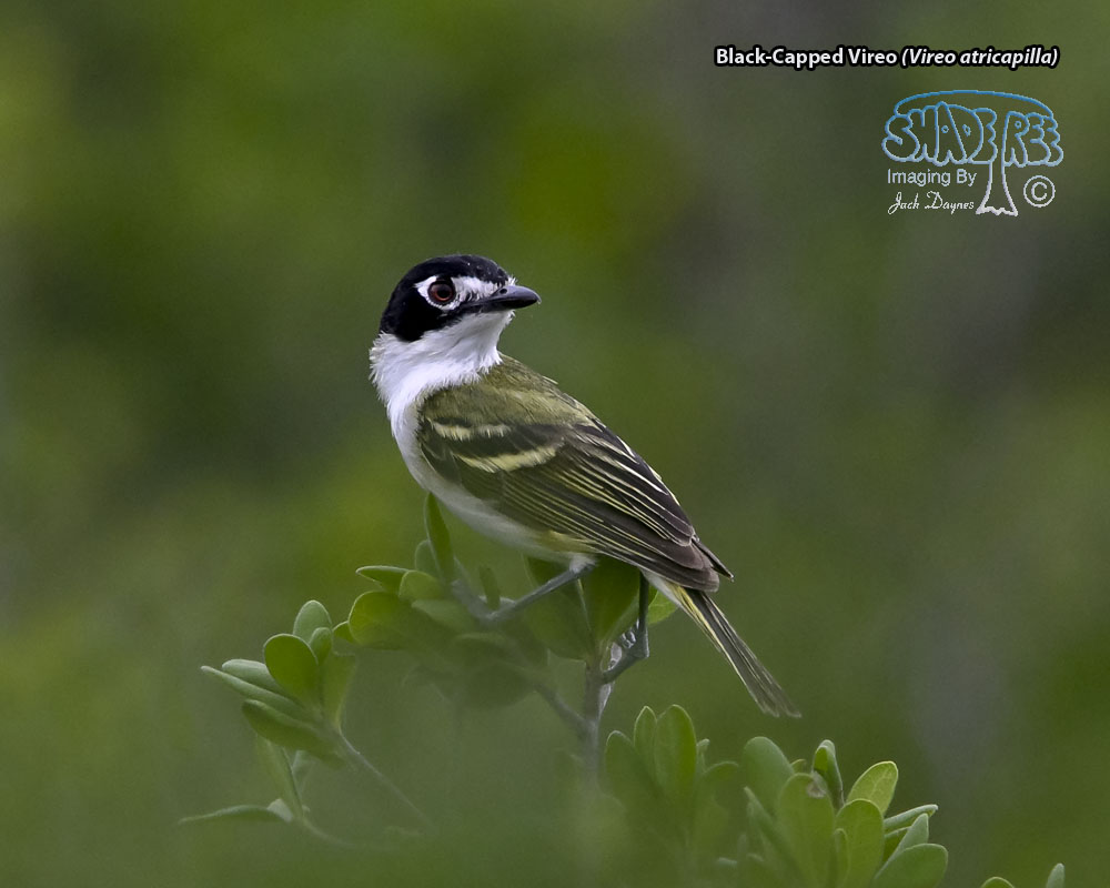 Black-Capped Vireo - Vireo atricapilla