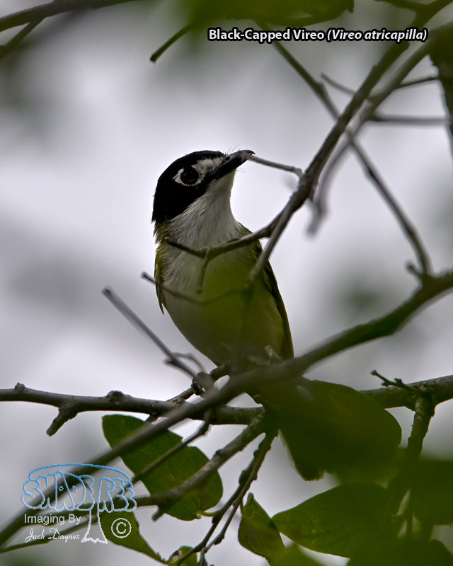 Black-Capped Vireo - Vireo atricapilla