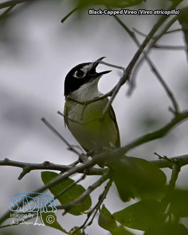 Black-Capped Vireo - Vireo atricapilla