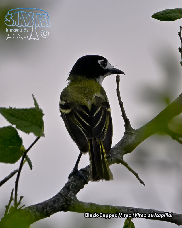 Black-Capped Vireo - Vireo atricapilla