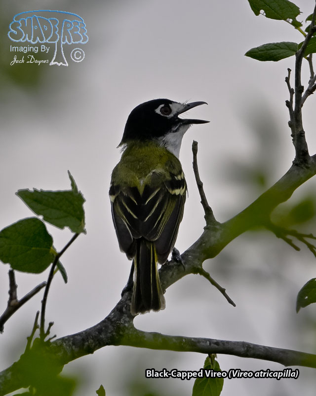 Black-Capped Vireo - Vireo atricapilla