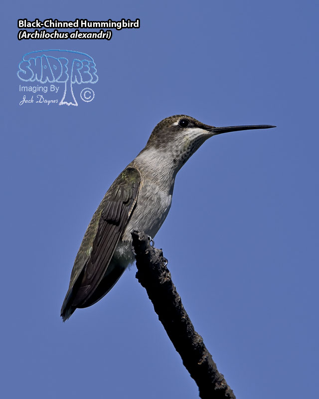 Black-Chinned Hummingbird - Archilochus alexandri