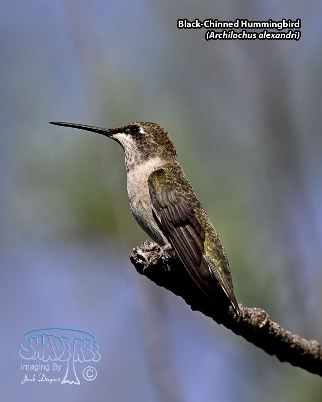 Black-Chinned Hummingbird - Archilochus alexandri