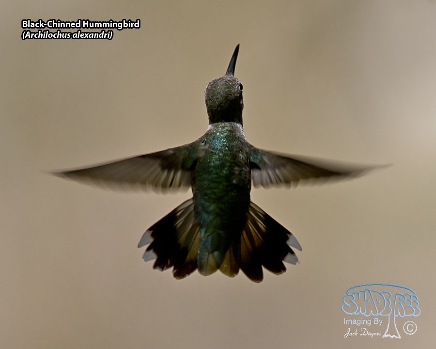 Black-Chinned Hummingbird - Archilochus alexandri