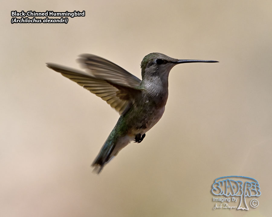 Black-Chinned Hummingbird - Archilochus alexandri
