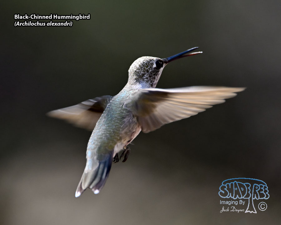 Black-Chinned Hummingbird - Archilochus alexandri