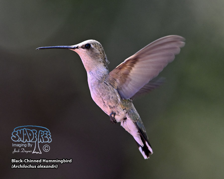 Black-Chinned Hummingbird - Archilochus alexandri
