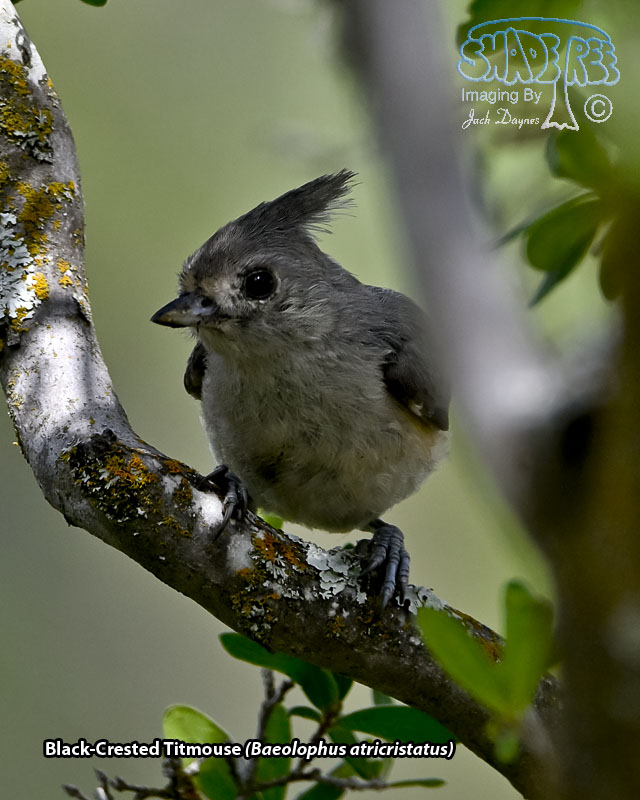 Black-Crested Titmouse - Baeolophus atricristatus