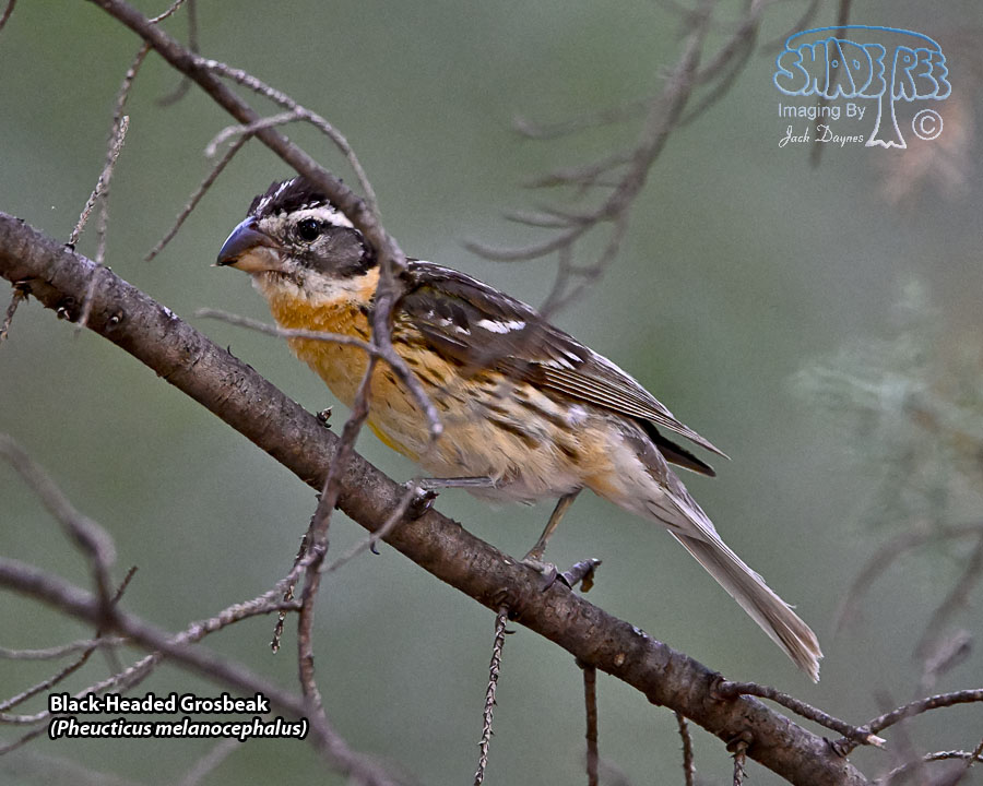 Black-Headed Grosbeak - Pheucticus melanocephalus