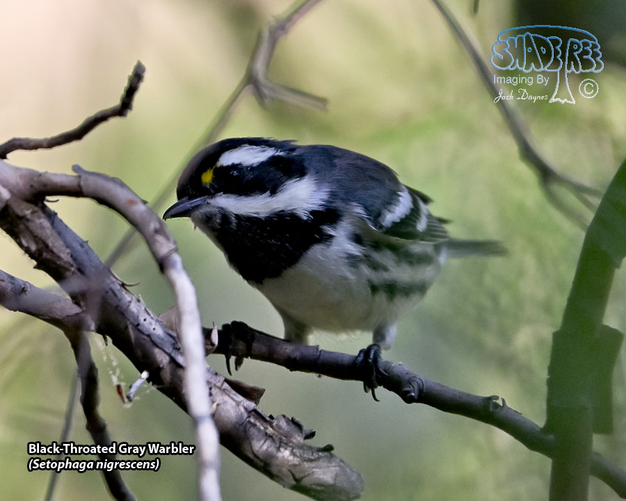 Black-Throated Gray Warbler - Setophaga nigrescens