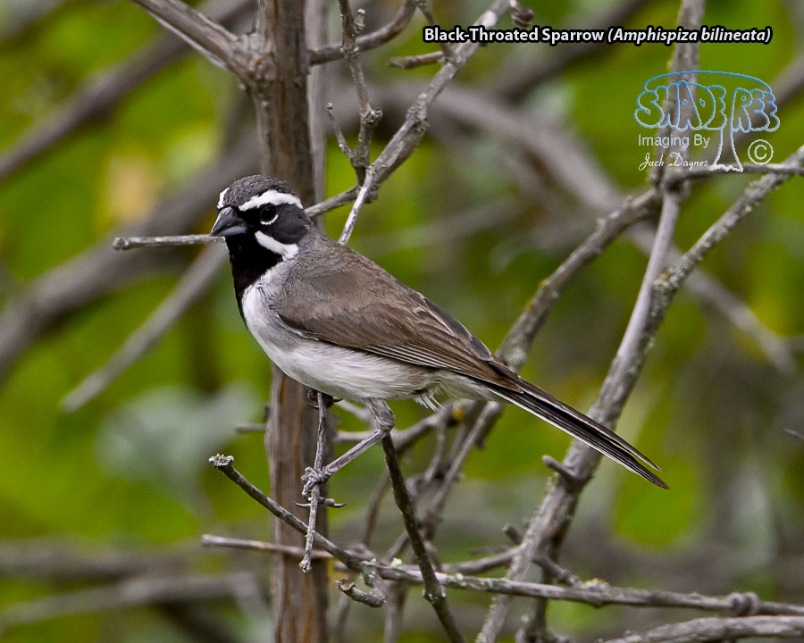 Black-Throated Sparrow - Amphispiza bilineata