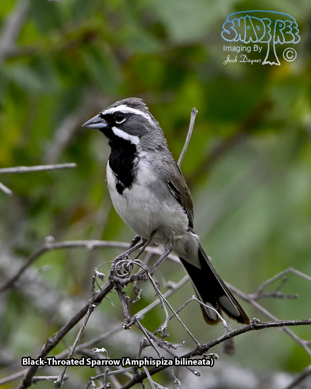 Black-Throated Sparrow - Amphispiza bilineata