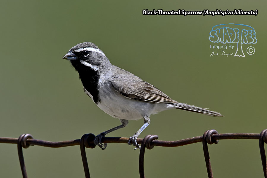 Black-Throated Sparrow - Amphispiza bilineata