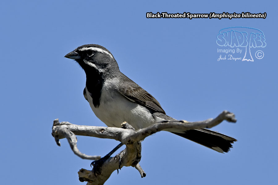 Black-Throated Sparrow - Amphispiza bilineata