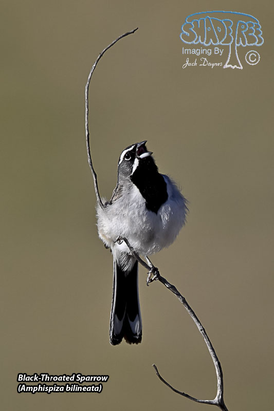 Black-Throated Sparrow - Amphispiza bilineata