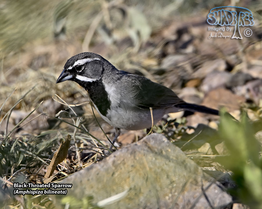 Black-Throated Sparrow - Amphispiza bilineata