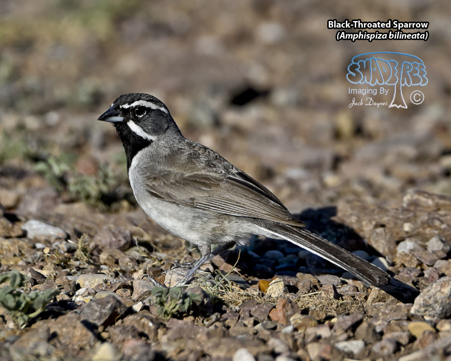 Black-Throated Sparrow - Amphispiza bilineata