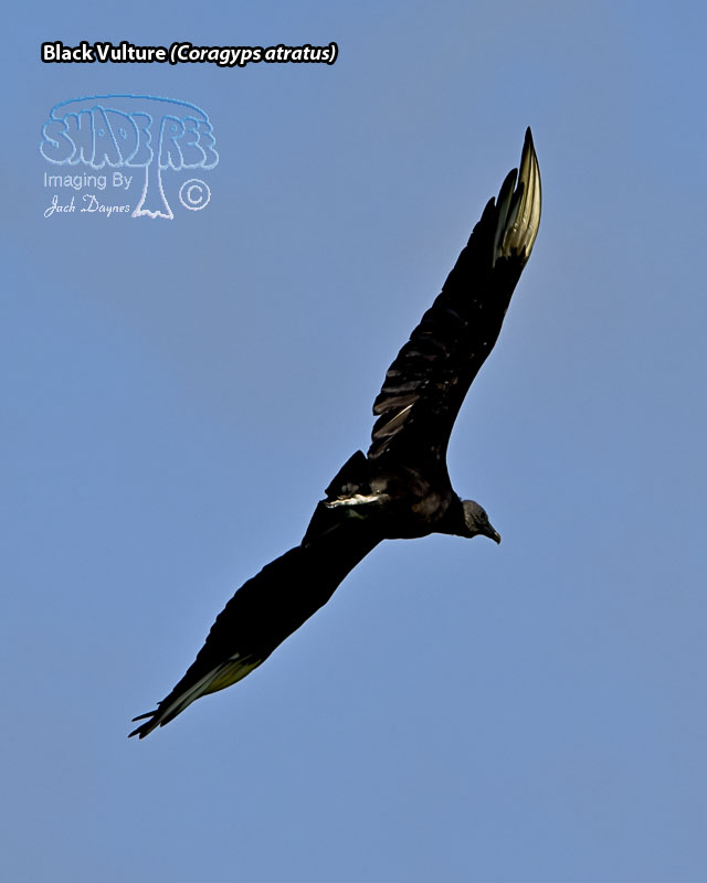 Black Vulture - Coragyps atratus