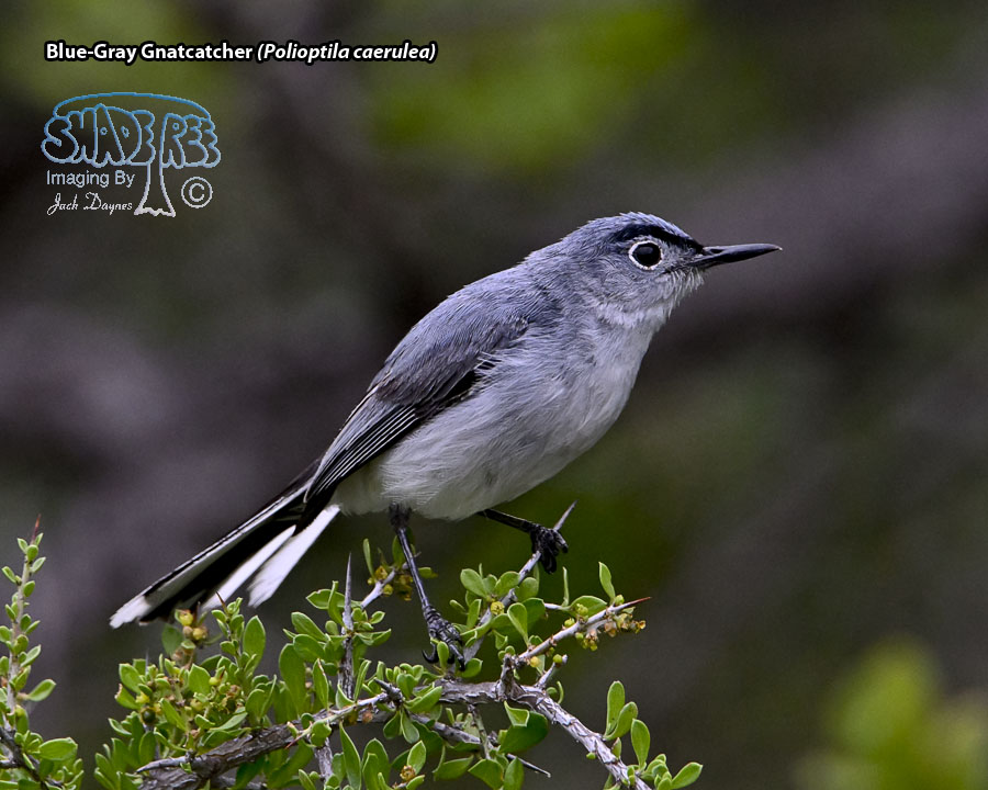 Blue-Gray Gnatcatcher - Polioptila caerulea