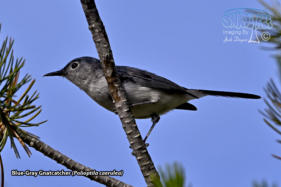 Blue-Gray Gnatcatcher - Polioptila caerulea