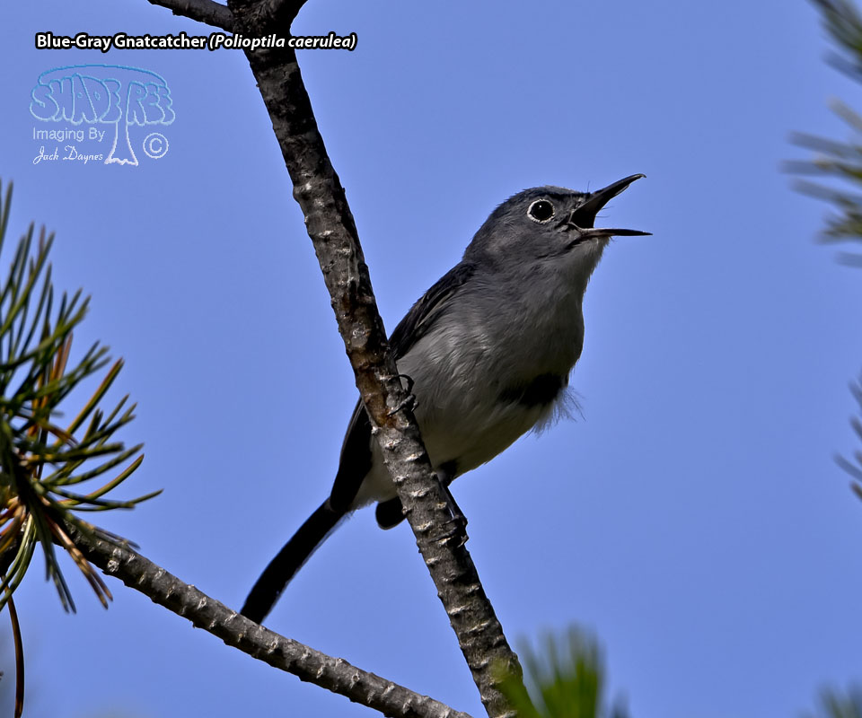 Blue-Gray Gnatcatcher - Polioptila caerulea